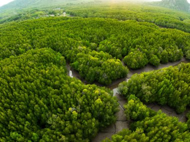 İnanılmaz bol mangrov ormanı, orman ağaçlarının havadan görünüşü yağmur ormanları ekosistemi ve sağlıklı çevre arka planı, tepeden tırnağa yeşil ağaçların dokusu, yüksek açılı ağaçlar arka plan.