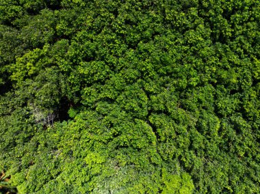 İnanılmaz bol mangrov ormanı, orman ağaçlarının havadan görünüşü yağmur ormanları ekosistemi ve sağlıklı çevre arka planı, tepeden tırnağa yeşil ağaçların dokusu, yüksek açılı ağaçlar arka plan.