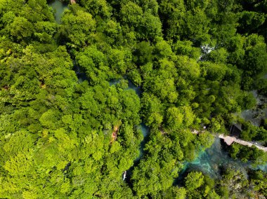 İnanılmaz bol mangrov ormanı, orman ağaçlarının havadan görünüşü yağmur ormanları ekosistemi ve sağlıklı çevre arka planı, tepeden tırnağa yeşil ağaçların dokusu, yüksek açılı ağaçlar arka plan.