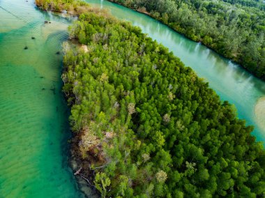 İnanılmaz bol mangrov ormanı, orman ağaçlarının havadan görünüşü yağmur ormanları ekosistemi ve sağlıklı çevre arka planı, tepeden tırnağa yeşil ağaçların dokusu, yüksek açılı ağaçlar arka plan.