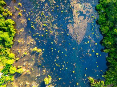 Kuru göl ve boğulan orman ağaçları.