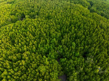 İnanılmaz bol mangrov ormanı, orman ağaçlarının havadan görünüşü yağmur ormanları ekosistemi ve sağlıklı çevre arka planı, yeşil ağaçların dokusu orman arka planı.