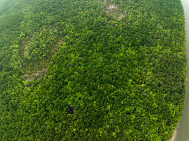 İnanılmaz bol mangrov ormanı, orman ağaçlarının havadan görünüşü yağmur ormanları ekosistemi ve sağlıklı çevre arka planı, yeşil ağaçların dokusu orman arka planı.