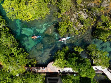 İnanılmaz bol mangrov ormanı, orman ağaçlarının havadan görünüşü yağmur ormanları ekosistemi ve sağlıklı çevre arka planı, yeşil ağaçların dokusu orman arka planı.