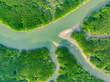 İnanılmaz bol mangrov ormanı, orman ağaçlarının havadan görünüşü yağmur ormanları ekosistemi ve sağlıklı çevre arka planı, yeşil ağaçların dokusu orman arka planı.
