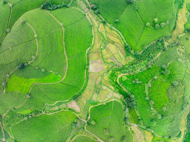 Long Coc dağları, Phu Tho vilayeti, Kuzey Vietnam 'da yeşil çay yaprağı dokusu yüksek açılı çay tarlaları