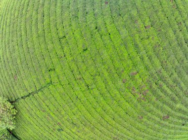 Long Coc dağları, Phu Tho vilayeti, Kuzey Vietnam 'da yeşil çay yaprağı dokusu yüksek açılı çay tarlaları