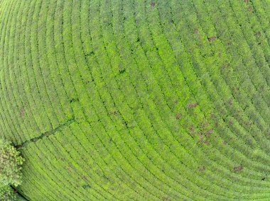 High angle view Rows of growing tea plantation at Long Coc mountains, Phu Tho province,Texture of Green tea leaf in northern Vietnam clipart