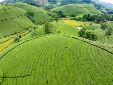 Long Coc dağları, Phu Tho vilayeti, Kuzey Vietnam 'da yeşil çay yaprağı dokusu yüksek açılı çay tarlaları