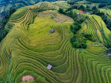 Hava manzaralı pirinç tarlaları kuzey Vietnam 'da, pirinç tarlaları hasadı kuzeybatı Vietnam' da, geniş açılı görüş alanında hazırlıyor.