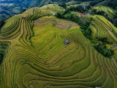 Hava manzaralı pirinç tarlaları kuzey Vietnam 'da, pirinç tarlaları hasadı kuzeybatı Vietnam' da, geniş açılı görüş alanında hazırlıyor.