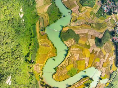 Aerial top view of Green rice field at northern vietnam,Beautiful destination in Northern Vietnam,Travel and landscape concept, Nature and rice fields background clipart