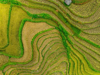 Hava manzaralı pirinç tarlaları kuzey Vietnam 'da, pirinç tarlaları hasadı kuzeybatı Vietnam' da, geniş açılı görüş alanında hazırlıyor.