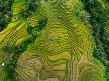 Hava manzaralı pirinç tarlaları kuzey Vietnam 'da, pirinç tarlaları hasadı kuzeybatı Vietnam' da, geniş açılı görüş alanında hazırlıyor.