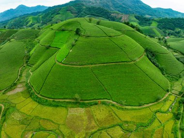 Long Coc dağları, Phu Tho vilayeti, Kuzey Vietnam 'da yeşil çay yaprağı dokusu yüksek açılı çay tarlaları