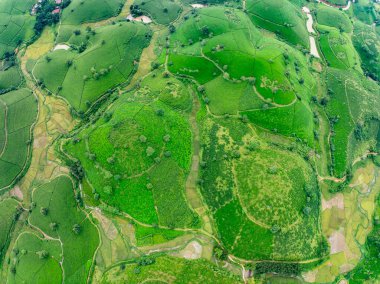 Long Coc dağları, Phu Tho vilayeti, Kuzey Vietnam 'da yeşil çay yaprağı dokusu yüksek açılı çay tarlaları