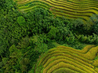 Hava manzaralı pirinç tarlaları kuzey Vietnam 'da, pirinç tarlaları hasadı kuzeybatı Vietnam' da, geniş açılı görüş alanında hazırlıyor.
