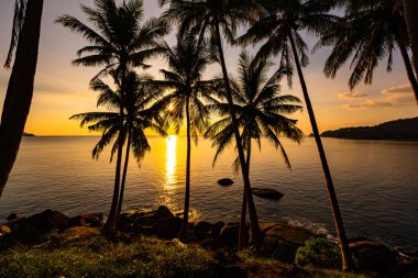 Gün batımında siluet hindistan cevizi palmiyeleri ya da deniz üzerinde gün doğumu gökyüzü, inanılmaz renkli gökyüzü doğa manzarası, güzel doğa gökyüzü ve bulutlar arka plan