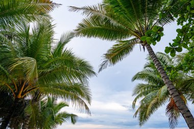 Tropikal deniz yaz sahili doğa arka planı