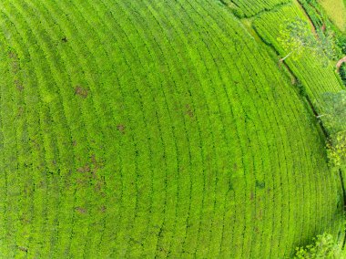 Long Coc dağları, Phu Tho vilayeti, Kuzey Vietnam 'da yeşil çay yaprağı dokusu yüksek açılı çay tarlaları
