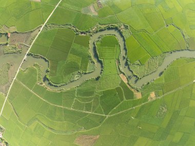 Hasat mevsiminde pirinç tarlaları, Kuzey Vietnam kırsalında yüksek açılı manzaralar.