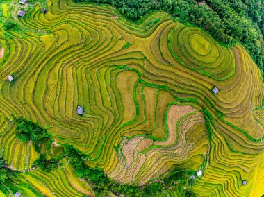 Pirinç tarlalarının hasat mevsiminde insansız hava görüntüsü, Kuzey Vietnam 'da kırsal alanlarda yeşil tarlalar.