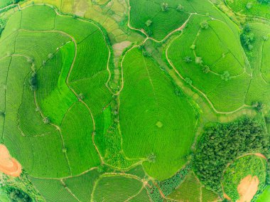 Long Coc dağları, Phu Tho vilayeti, Kuzey Vietnam 'da yeşil çay yaprağı dokusu yüksek açılı çay tarlaları