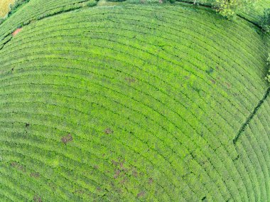Long Coc dağları, Phu Tho vilayeti, Kuzey Vietnam 'da yeşil çay yaprağı dokusu yüksek açılı çay tarlaları
