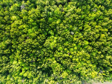 Üst Manzara Orman gölü manzarası, Yağmur Ormanı ekosistemi ve sağlıklı çevre kavramı ve doğa arka planı, yukarıdan yeşil ağaçların dokusu orman manzarası, havadan bakıldığında yeşil mangrov ağaçları arka plan