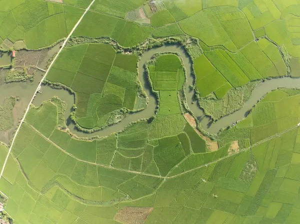 Hasat mevsiminde pirinç tarlaları, Kuzey Vietnam kırsalında yüksek açılı manzaralar.