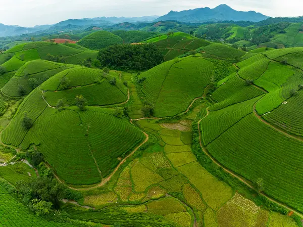 Long Coc dağları, Phu Tho vilayeti, Kuzey Vietnam 'da yeşil çay yaprağı dokusu yüksek açılı çay tarlaları