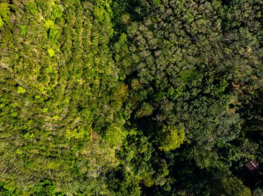 Ormandaki yeşil ağaçların hava manzarası, yoğun yeşil ağaçların İHA üst görüntüsü, Yeşil ağaç arka plan konsepti, sürdürülebilir yeşil çevre arkaplanı.
