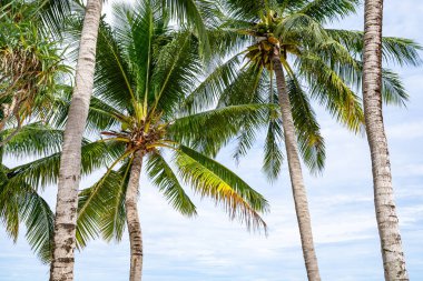 Tropikal deniz yaz sahili doğa arka planı