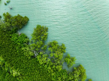 İnanılmaz bereketli mangrov orman nehri, orman ağaçlarının havadan görünüşü yağmur ormanları ekosistemi ve sağlıklı çevre arka planı, yeşil ağaçların dokusu yukarıdan aşağıya doğru yüksek açı manzarası.