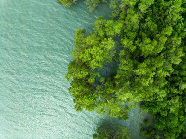 İnanılmaz bereketli mangrov orman nehri, orman ağaçlarının havadan görünüşü yağmur ormanları ekosistemi ve sağlıklı çevre arka planı, yeşil ağaçların dokusu yukarıdan aşağıya doğru yüksek açı manzarası.
