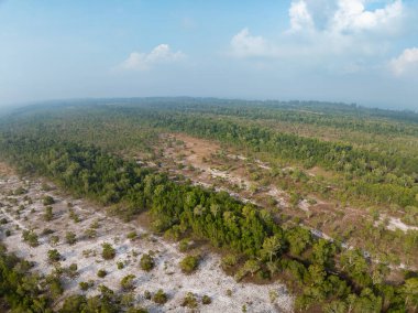 White samet or cajuput trees in wetlands forest at koh prathong island,Phang nga Thailand,Greenery botanic forest,Drone wide angle lens clipart