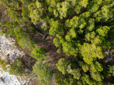 Koh Prathong Adası, Phang nga Tayland, Yeşillik Botanik Ormanı, İHA geniş açılı mercek