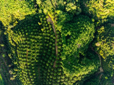 Phang nga thailand 'daki yüksek dağlardaki palmiye bahçesi sıraları, geniş açılı palmiye ağaçlarıyla yüksek açılı dron manzarası