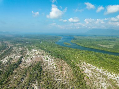 White samet or cajuput trees in wetlands forest at koh prathong island,Phang nga Thailand,Greenery botanic forest,Drone wide angle lens clipart