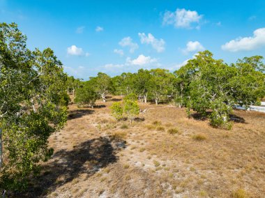 White samet or cajuput trees in wetlands forest at koh prathong island,Phang nga Thailand,Greenery botanic forest,Drone wide angle lens clipart