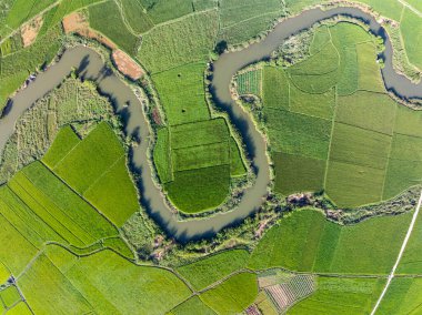 Hasat mevsiminde pirinç tarlaları, Kuzey Vietnam kırsalında yüksek açılı manzaralar.