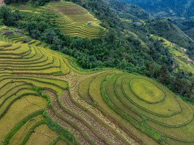 Pirinç tarlalarının hasat mevsiminde insansız hava görüntüsü, Kuzey Vietnam 'da kırsal alanlarda yeşil tarlalar.