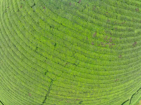 Long Coc dağları, Phu Tho vilayeti, Kuzey Vietnam 'da yeşil çay yaprağı dokusu yüksek açılı çay tarlaları