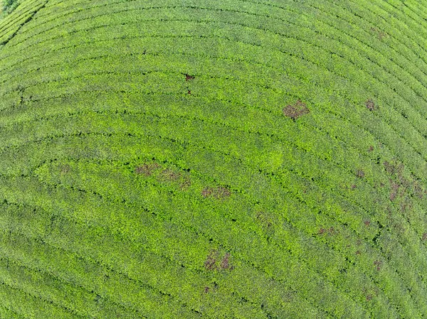 Long Coc dağları, Phu Tho vilayeti, Kuzey Vietnam 'da yeşil çay yaprağı dokusu yüksek açılı çay tarlaları