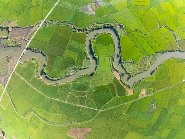 Hasat mevsiminde pirinç tarlaları, Kuzey Vietnam kırsalında yüksek açılı manzaralar.