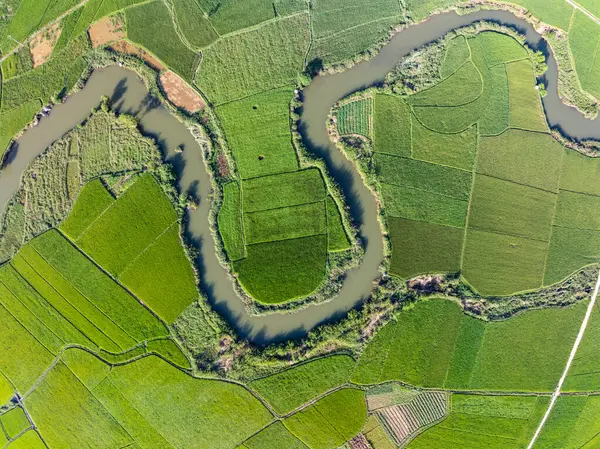 Hasat mevsiminde pirinç tarlaları, Kuzey Vietnam kırsalında yüksek açılı manzaralar.
