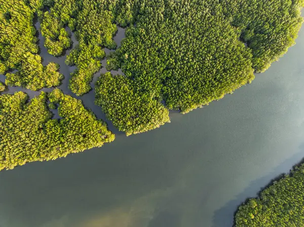 İnanılmaz bol mangrov ormanı, orman ağaçlarının havadan görünüşü yağmur ormanları ekosistemi ve sağlıklı çevre arka planı, tepeden tırnağa yeşil ağaçların yapısı, yüksek açı manzarası.