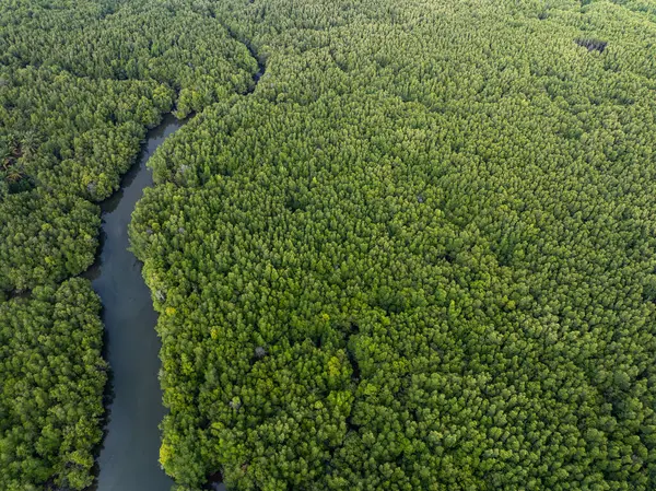 İnanılmaz bol mangrov ormanı, orman ağaçlarının havadan görünüşü yağmur ormanları ekosistemi ve sağlıklı çevre arka planı, tepeden tırnağa yeşil ağaçların yapısı, yüksek açı manzarası.