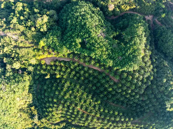 Phang nga thailand 'daki yüksek dağlardaki palmiye bahçesi sıraları, geniş açılı palmiye ağaçlarıyla yüksek açılı dron manzarası