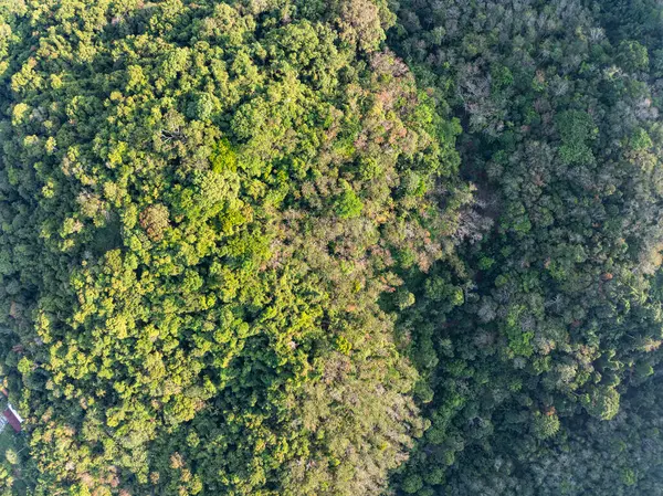 Yaz mevsiminde güzel tropikal yağmur ormanları Aerial view insansız hava aracı görüntüsü, yüksek açılı görüntü